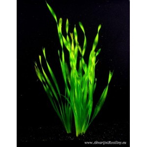 Vallisneria asiatica - Z&aacute;kruticha asijsk&aacute;