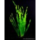 Vallisneria asiatica - Zákruticha asijská