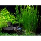 Vallisneria asiatica - Zákruticha asijská