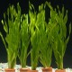 Vallisneria asiatica - Zákruticha asijská