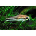 Panc&eacute;řn&iacute;ček mal&yacute; - Corydoras pygmaeus