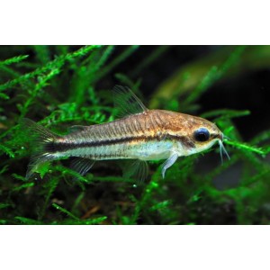 Panc&eacute;řn&iacute;ček mal&yacute; - Corydoras pygmaeus