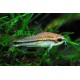 Pancéřníček malý - Corydoras pygmaeus
