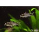 Pancéřníček malý - Corydoras pygmaeus