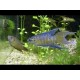Rájovec dlouhoploutvý - Macropodus opercularis