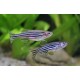 DÁNIO PRUHOVANÉ - DANIO RERIO