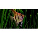 SKAL&Aacute;RA AMAZONSK&Aacute; - Pterophyllum scallare