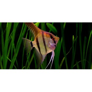 SKAL&Aacute;RA AMAZONSK&Aacute; - Pterophyllum scallare