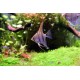 SKALÁRA AMAZONSKÁ - Pterophyllum scallare