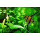 SKALÁRA AMAZONSKÁ - Pterophyllum scallare