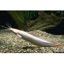 KEŘ&Iacute;ČKOVEC ŽAB&Yacute; - Clarias batrachus