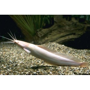 KEŘ&Iacute;ČKOVEC ŽAB&Iacute; - Clarias batrachus