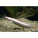 KEŘÍČKOVEC ŽABÝ - Clarias batrachus