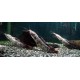 KEŘÍČKOVEC ŽABÝ - Clarias batrachus