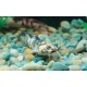 KEŘÍČKOVEC ŽABÝ - Clarias batrachus