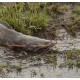 KEŘÍČKOVEC ŽABÝ - Clarias batrachus