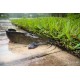 KEŘÍČKOVEC ŽABÝ - Clarias batrachus