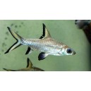 PARMIČKA ŽRALOČ&Iacute; - Balantiocheilus melanopterus