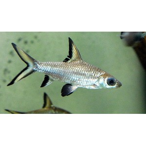 PARMIČKA ŽRALOČ&Iacute; - Balantiocheilus melanopterus