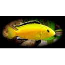 TLAMOVEC ČERNOPLOUTV&Yacute; - Labidochromis yellow