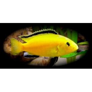 TLAMOVEC ČERNOPLOUTVÝ - Labidochromis yellow
