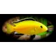 TLAMOVEC ČERNOPLOUTVÝ - Labidochromis yellow