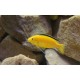 TLAMOVEC ČERNOPLOUTVÝ - Labidochromis yellow