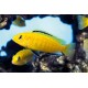 TLAMOVEC ČERNOPLOUTVÝ - Labidochromis yellow