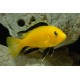 TLAMOVEC ČERNOPLOUTVÝ - Labidochromis yellow