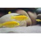 TLAMOVEC ČERNOPLOUTVÝ - Labidochromis yellow