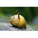 CLITHON sp. THORN
