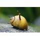 CLITHON sp. THORN