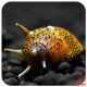 CLITHON sp. THORN