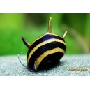 CLITHON thorn ZEBRA
