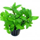 STAUROGYNE REPENS