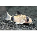 PANC&Eacute;ŘN&Iacute;ČEK PANDA - CORYDORAS PANDA