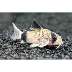 PANC&Eacute;ŘN&Iacute;ČEK PANDA - CORYDORAS PANDA