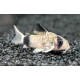 PANCÉŘNÍČEK PANDA - CORYDORAS PANDA