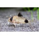 PANCÉŘNÍČEK PANDA - CORYDORAS PANDA
