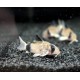PANCÉŘNÍČEK PANDA - CORYDORAS PANDA