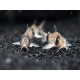 PANCÉŘNÍČEK PANDA - CORYDORAS PANDA