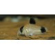 PANCÉŘNÍČEK PANDA - CORYDORAS PANDA