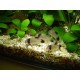 PANCÉŘNÍČEK PANDA - CORYDORAS PANDA