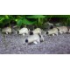 PANCÉŘNÍČEK PANDA - CORYDORAS PANDA