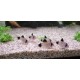 PANCÉŘNÍČEK PANDA - CORYDORAS PANDA