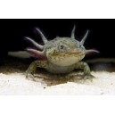 AXOLOTL MEXICK&Yacute; - AMBYSTOMA MEXICANUM