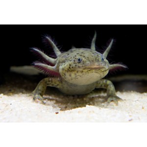 AXOLOTL MEXICK&Yacute; - AMBYSTOMA MEXICANUM