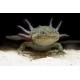 AXOLOTL MEXICKÝ - AMBYSTOMA MEXICANUM