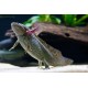 AXOLOTL MEXICKÝ - AMBYSTOMA MEXICANUM