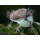 AXOLOTL MEXICKÝ - AMBYSTOMA MEXICANUM
